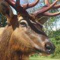 Roosevelt Elk Roosevelt Elk closeup
